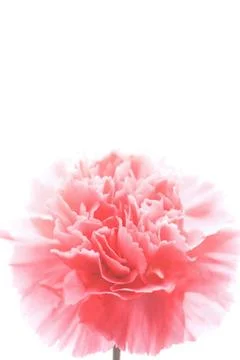 Carnation flower isolated Stock Photos