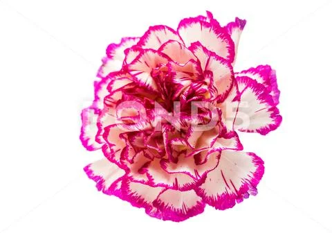 Carnation flower isolated Stock Photos