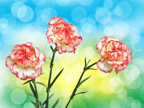 Carnation flower Stock Photos