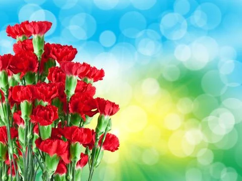 Carnation flower Stock Photos