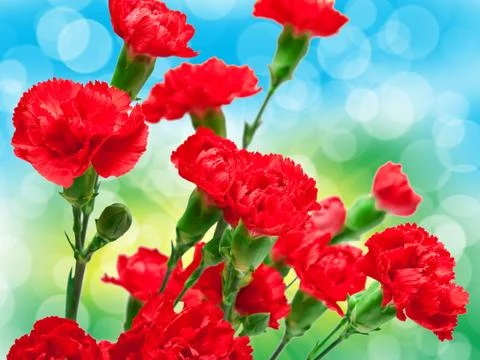 Carnation flower Stock Photos