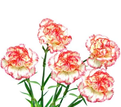 Carnation flower Stock Photos
