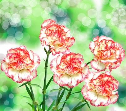 Carnation flower Stock Photos