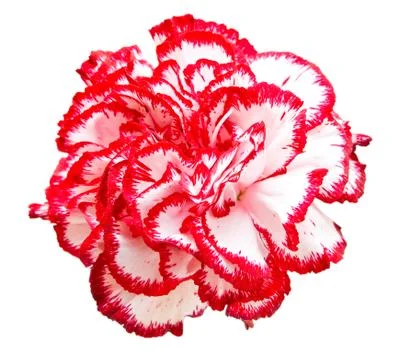 Carnation flower Stock Photos