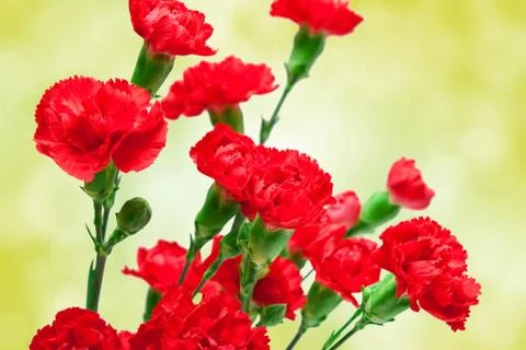 Carnation flower Foto stock