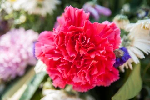 Carnation flower. Stock Photos