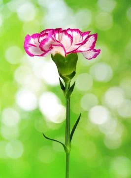 Carnation flower Stock Photos