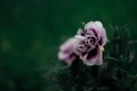 Carnation flower. Photos
