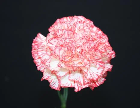 Carnation Flower. Stock Photos