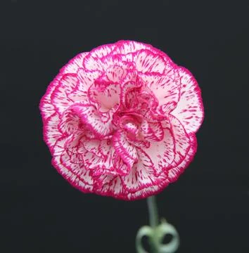 Carnation Flower. Foto stock