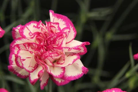 Carnation Flower. Stock Photos