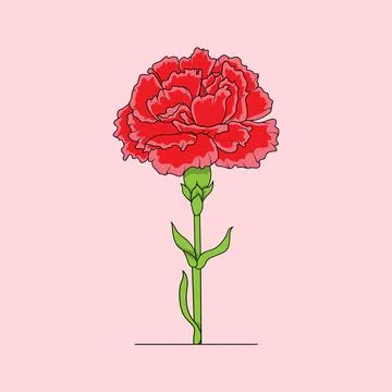 Carnation Flower Red Stock Illustration