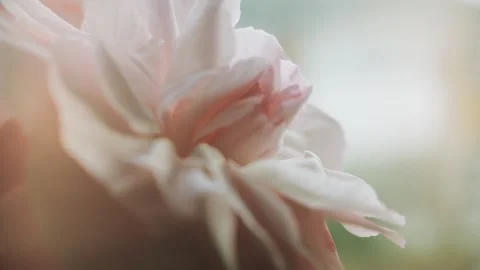 Carnation flower romantic rotating slowly background stock footage Vídeo Stock 310775352