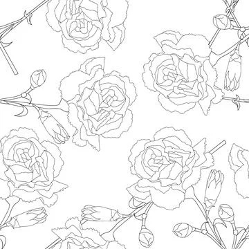 Carnation Flower on White Background Stock Illustration
