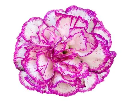 Carnation flower on white background Stock Photos