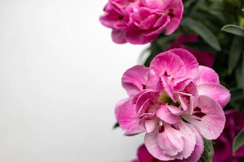 Carnation flower with white empty space for text Stock Photos