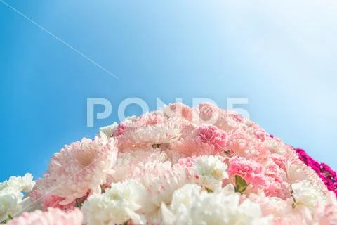 Carnation Flowers and Chrisanthemum flowers Stock Photos