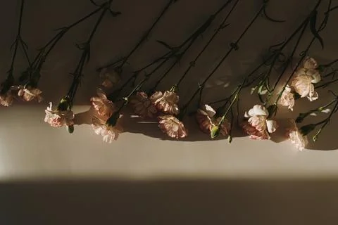 Carnation flowers on dark background with hard sunlight shadow silhouette Stock Photos