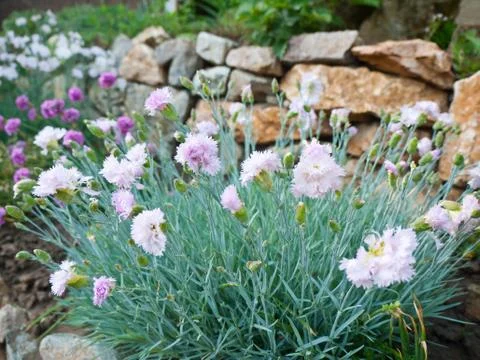 Carnation flowers Stock Photos