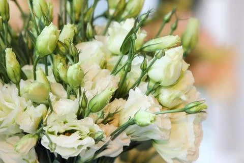 Carnation flowers Stock Photos