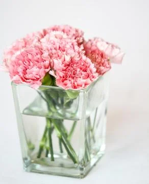 Carnation flowers Stock Photos