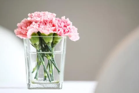 Carnation flowers Stock Photos
