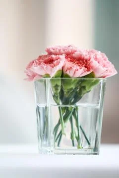 Carnation flowers Stock Photos