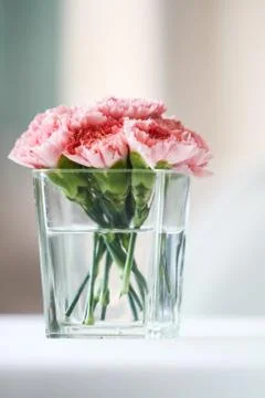 Carnation flowers Stock Photos