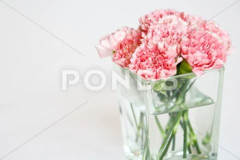Carnation flowers Stock Photos