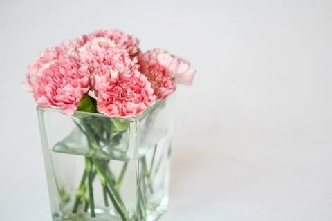 Carnation flowers Stock Photos