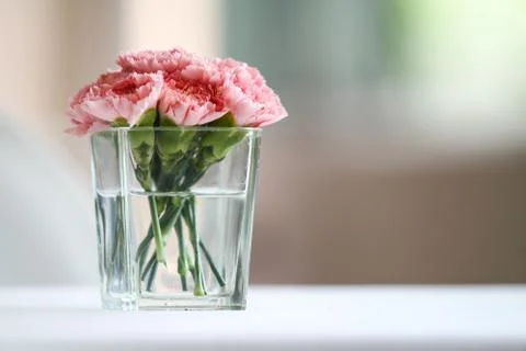 Carnation flowers Stock Photos
