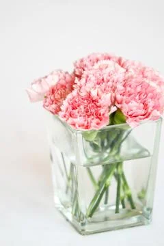 Carnation flowers Stock Photos