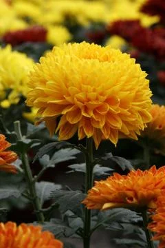 Carnation Flowers Stock Photos