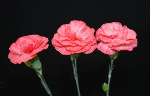 Carnation Flowers. Stock Photos