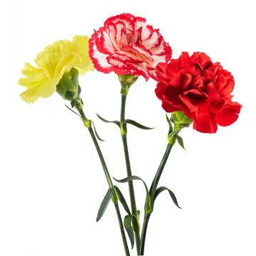 Carnation flowers Stock Photos