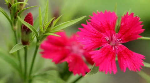 Carnation Stock Footage 732425