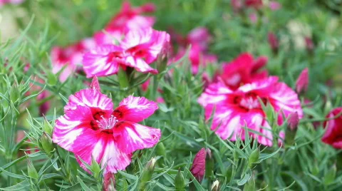 Carnation Stock-Footage 742930