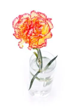 Carnation in glass Foto stock