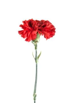 Carnation isolated on white background Foto stock