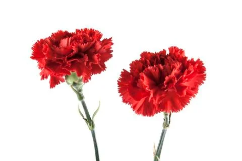 Carnation isolated on white background Stock Photos