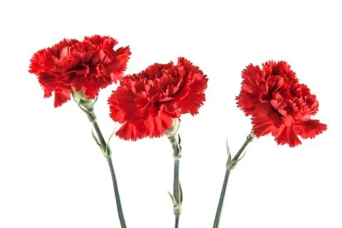 Carnation isolated on white background Stock Photos