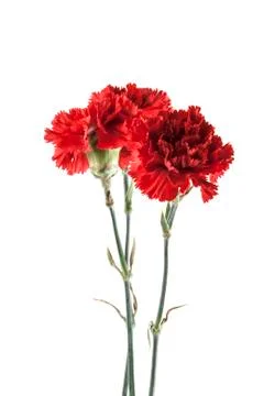 Carnation isolated on white background Stock Photos