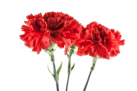 Carnation isolated on white background Stock Photos
