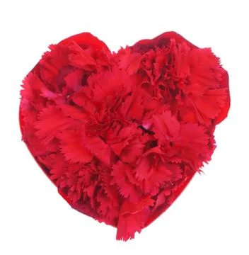 Carnation in love shape Stock Photos