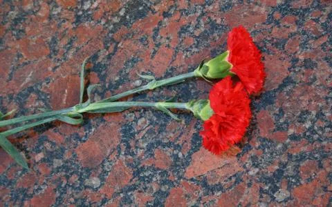 Carnation on marble Stock Photos
