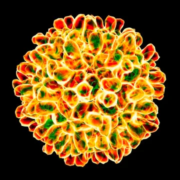Carnation mottle virus, artwork Stock Illustration