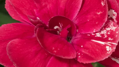 Carnation opening timelapse Stock Footage 272258814
