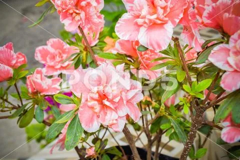 Carnation or clove pink or Dianthus caryophyllus. It is an herbaceous perenni Stock Photos