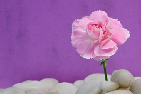 Carnation on pebbles Stock Photos