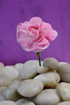 Carnation on pebbles Stock Photos